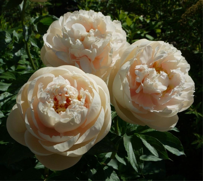 Pastelegance пион