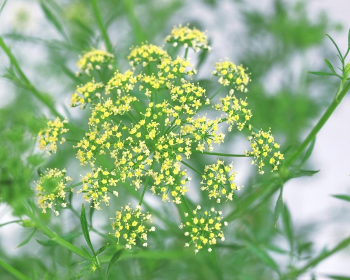 Зонтичные кашка полевая