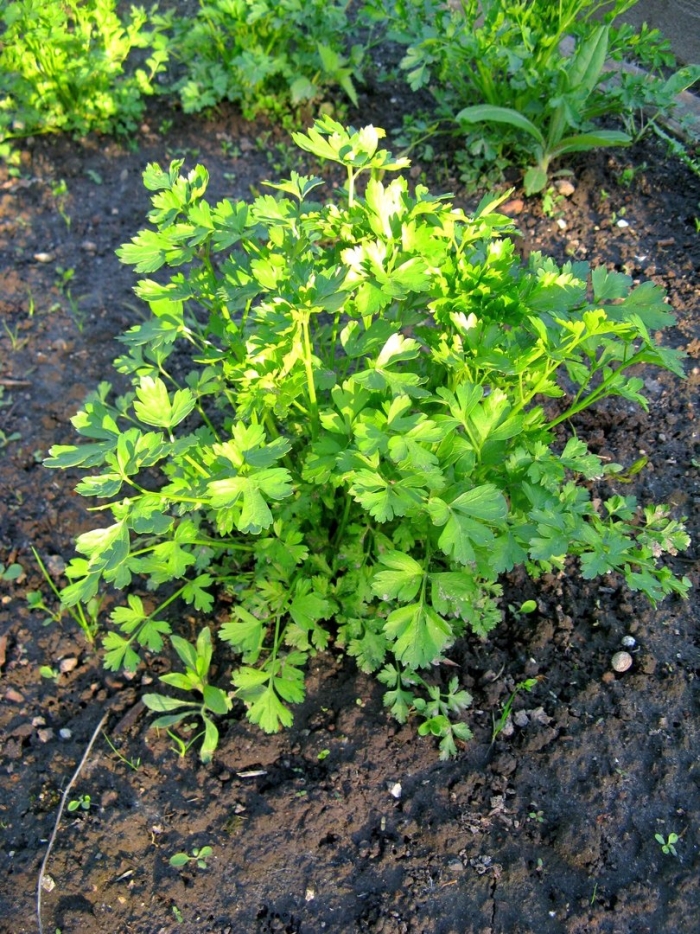 Петрушка обыкновенная листовая