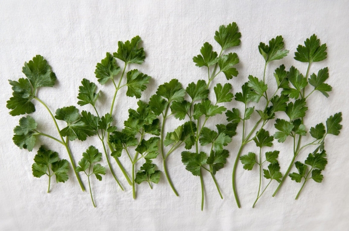 Petroselinum crispum