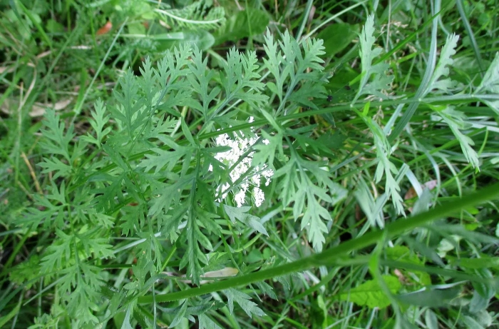 Морковь дикая (daucus carota)