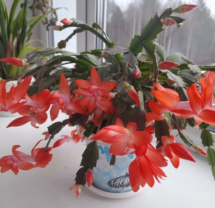 Декабрист шлюмбергера оранжевый