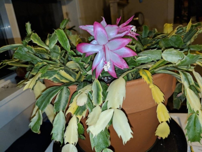 Шлюмбергера cristen aurea