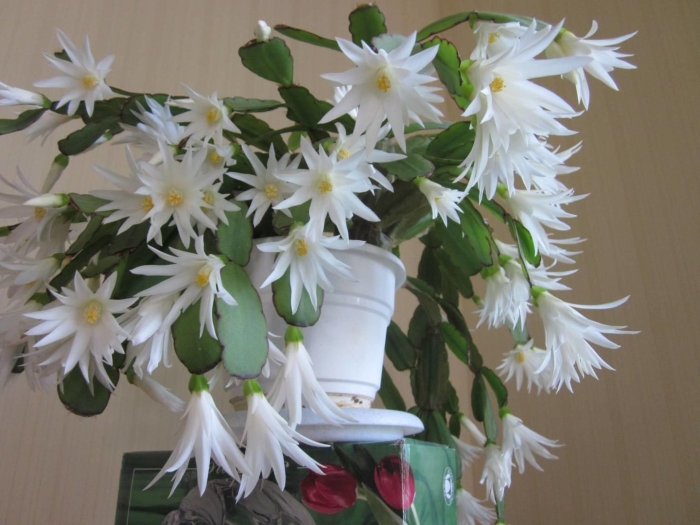 Зигокактус рипсалидопсис