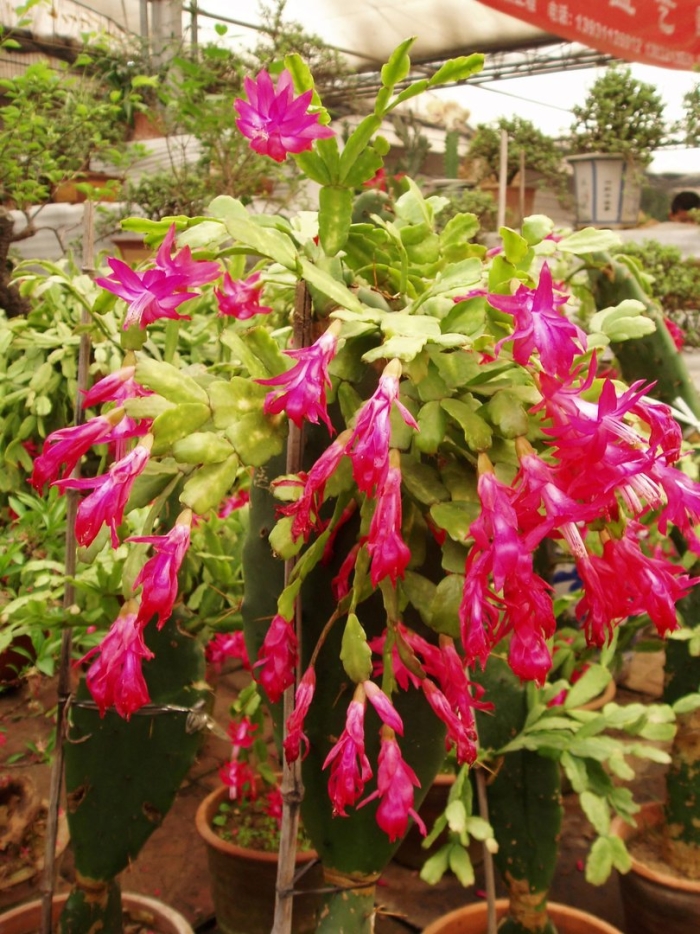 Зигокактус шлюмбергера