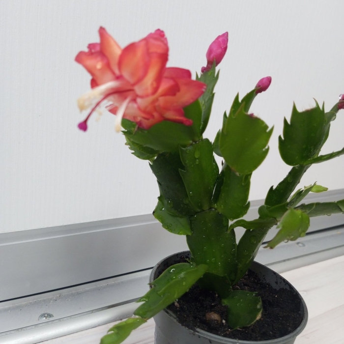 Декабрист самба бразил