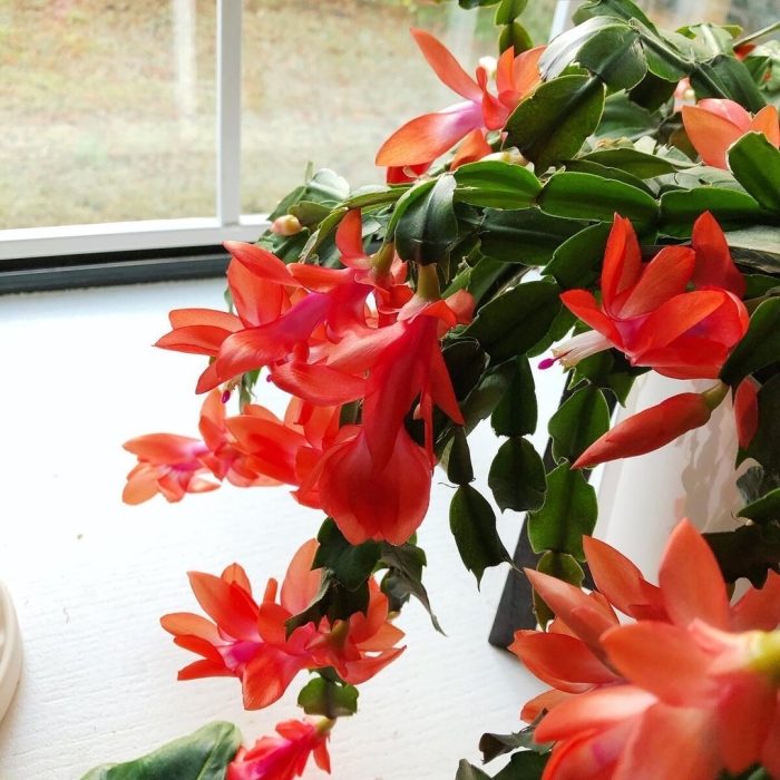 Декабрист цветок уход в домашних условиях