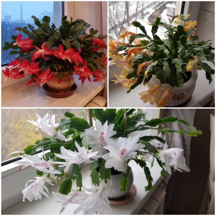 Цветок декабрист