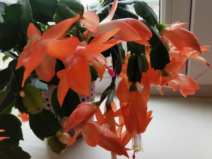 Декабрист шлюмбергера оранжевый