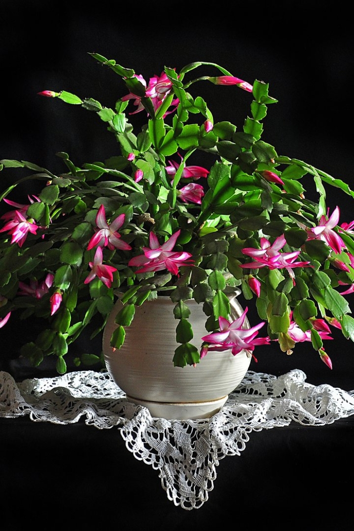 Декабрист комнатное растение