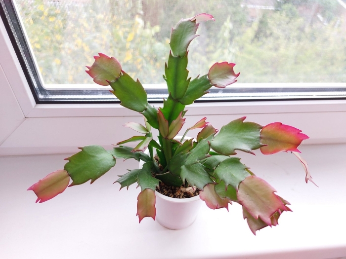 Шлюмбергера декабрист рипсалидопсис курск