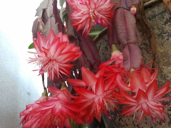 Шлюмбергера laranja dobrada