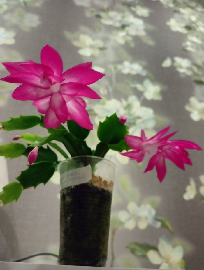 Декабрист шлюмбергера полив