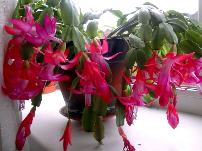 Зигокактус декабрист