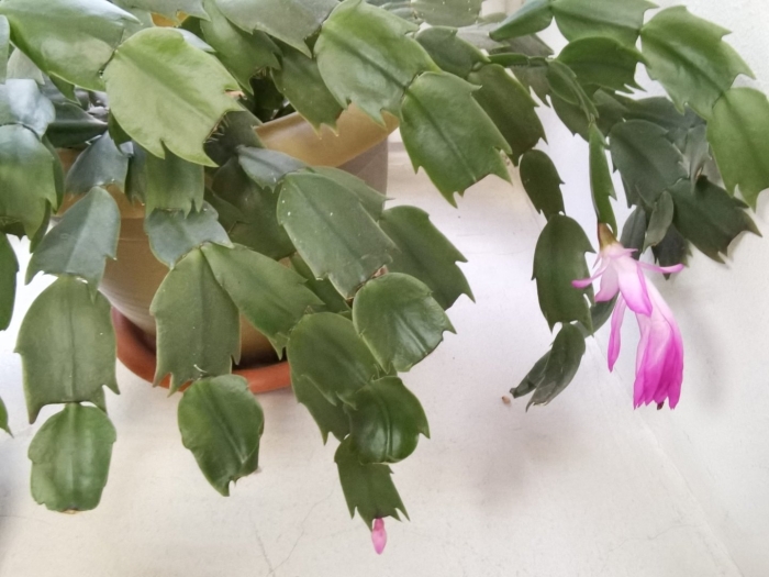 Лесной кактус шлюмбергера