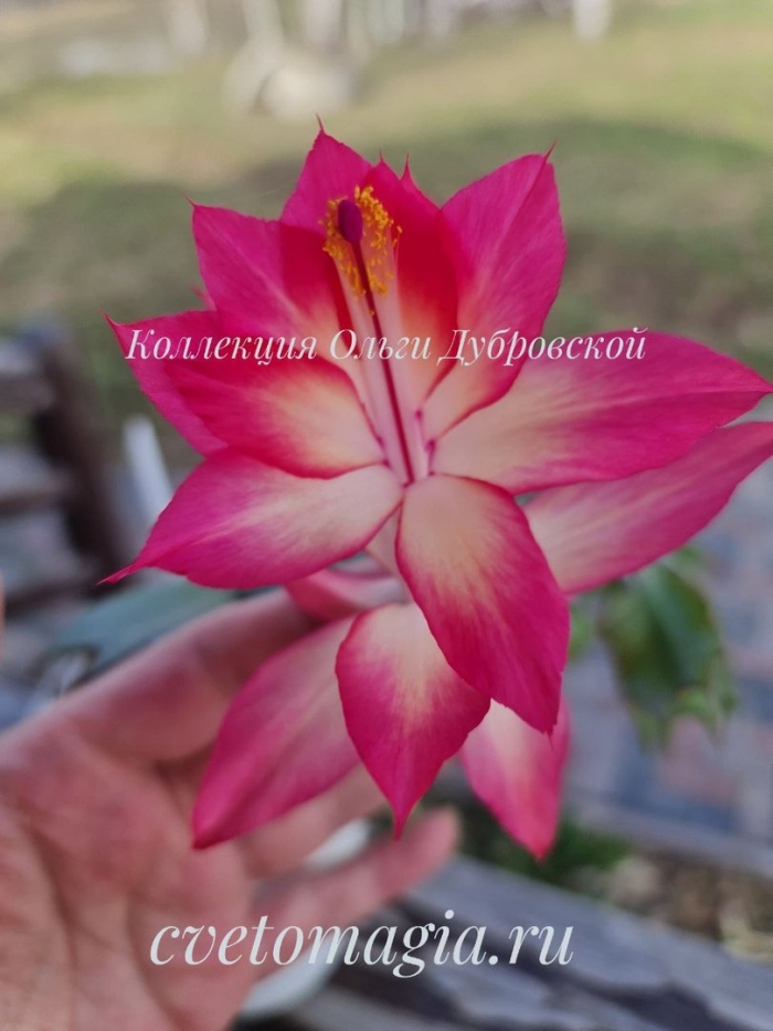 Шлюмбергера coral cascade