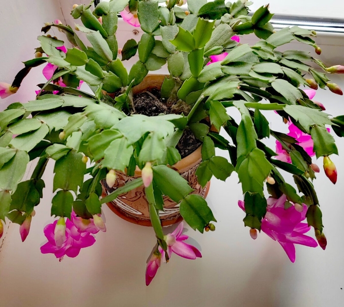 Шлюмбергера варварина краса