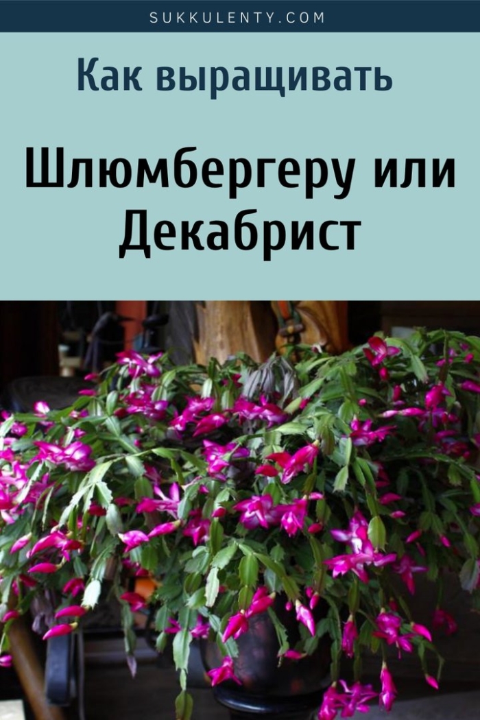 Декабрист шлюмбергера