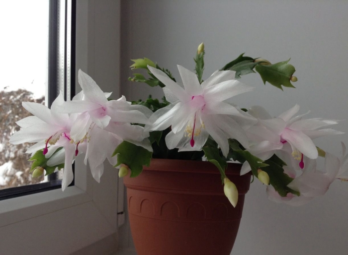 Зигокактус шлюмбергера белый