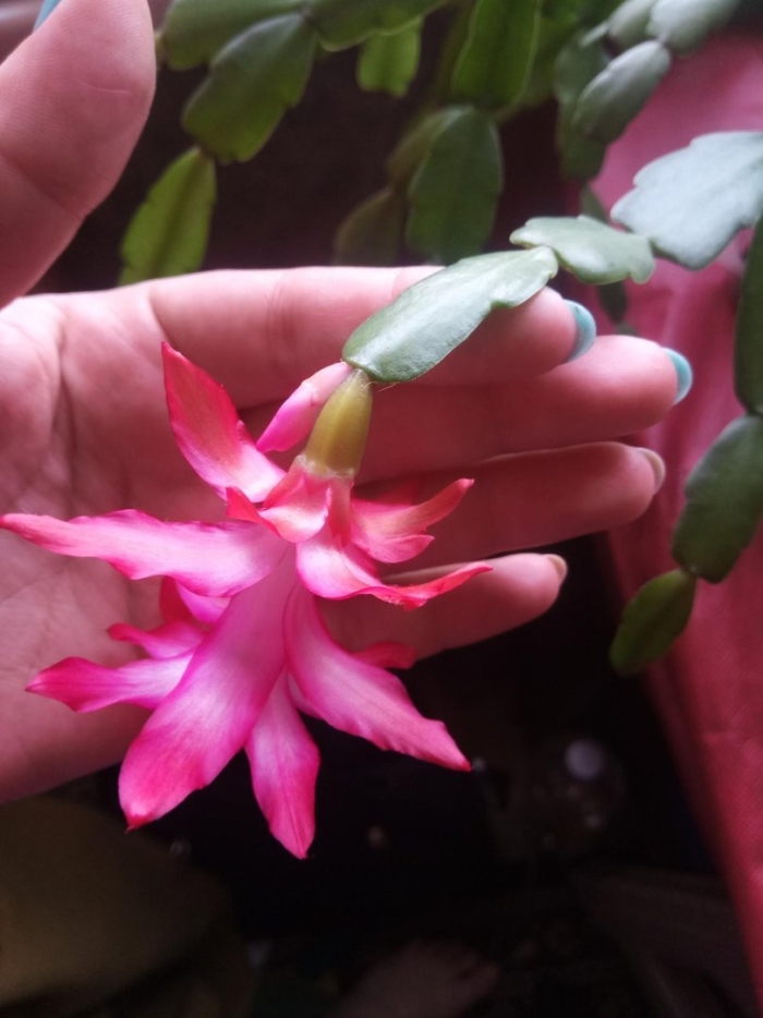 Шлюмбергера декабрист зигокактус