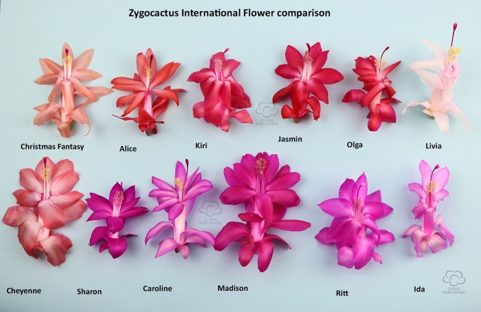 Sanibel шлюмбергера