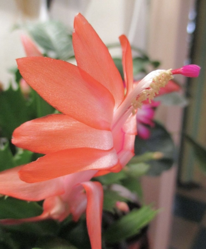 Декабрист шлюмбергера персиковый