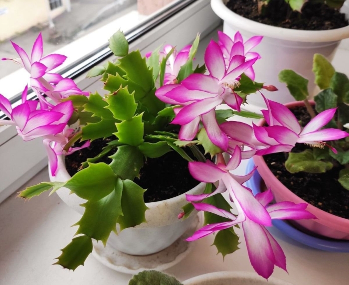 Комнатное растение декабрист