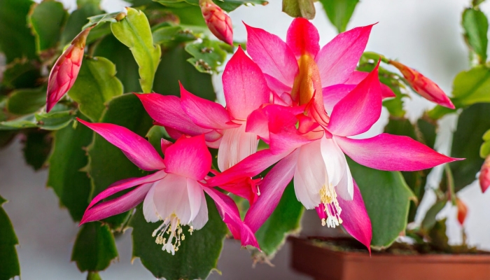 Зигокактус шлюмбергера