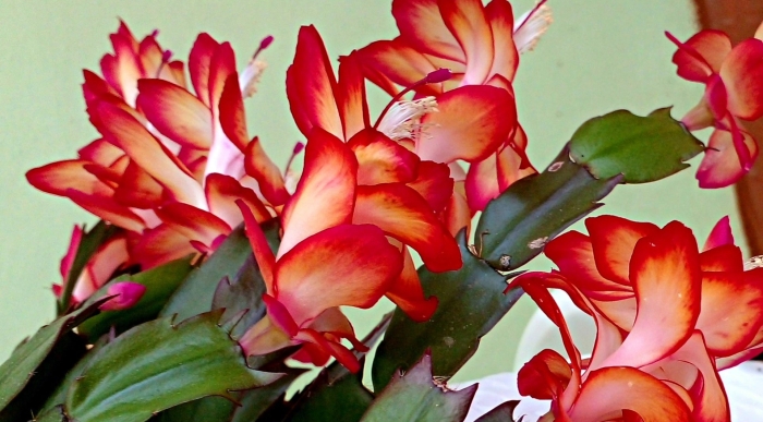 Декабрист шлюмбергера samba brazil