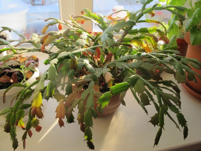 Декабрист шлюмбергера