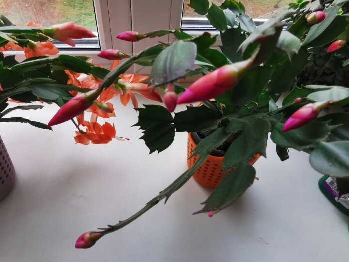 Декабрист после цветения