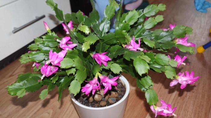 Декабрист янтарный