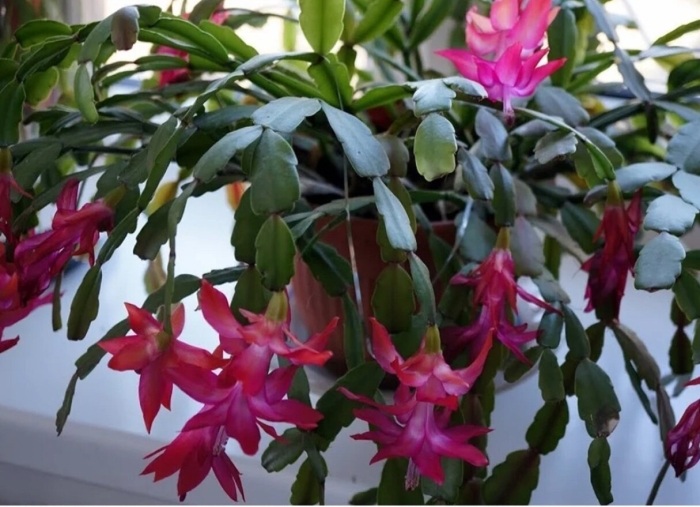 Purple janus шлюмбергера