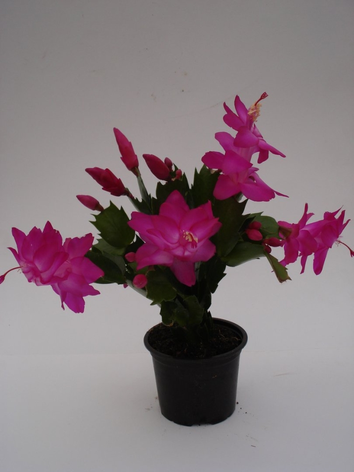 Шлюмбергера кактус