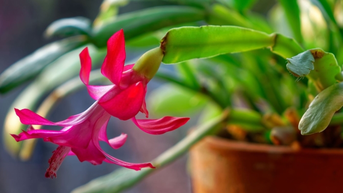 Декабрист шлюмбергера белый