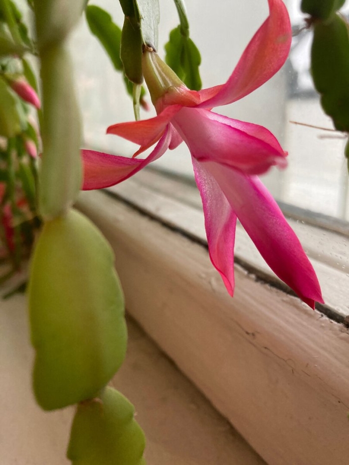 Цветок декабриста