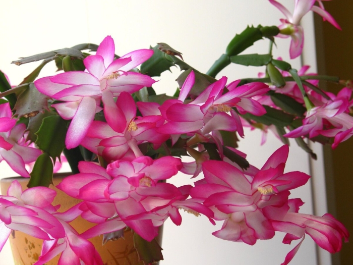 Декабрист комнатный цветок