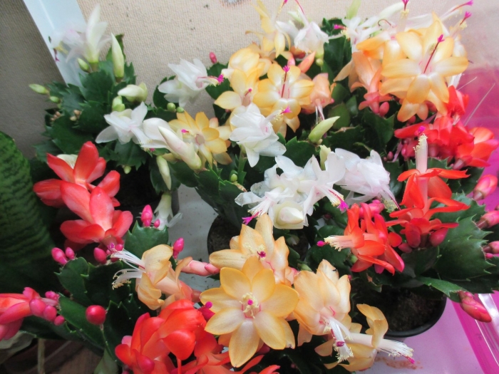 Шлюмбергера микс декабрист