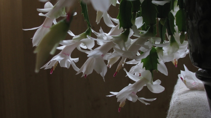 Белый декабрист