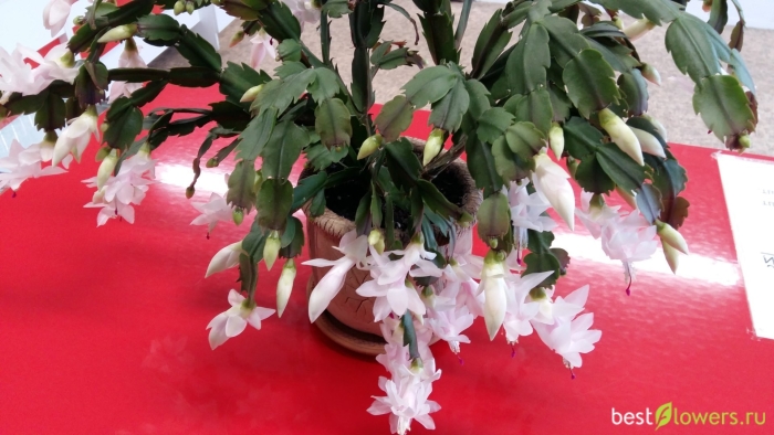 Декабрист белый