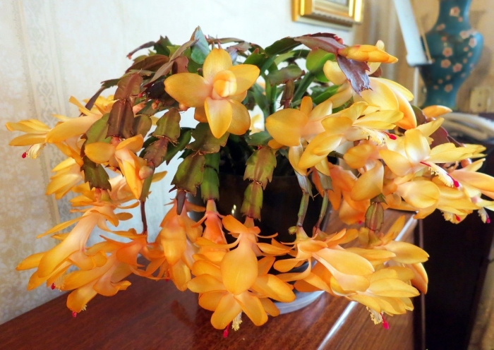 Шлюмбергера декабрист зигокактус