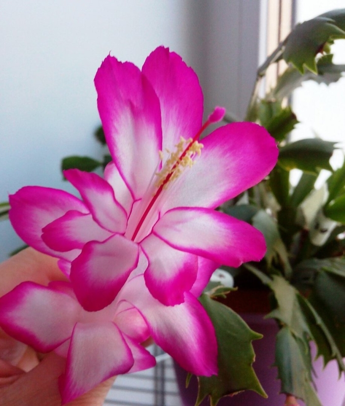 Декабрист шлюмбергера