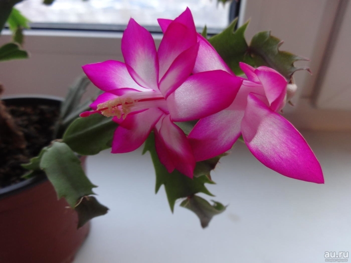 Шлюмбергера декабрист зигокактус