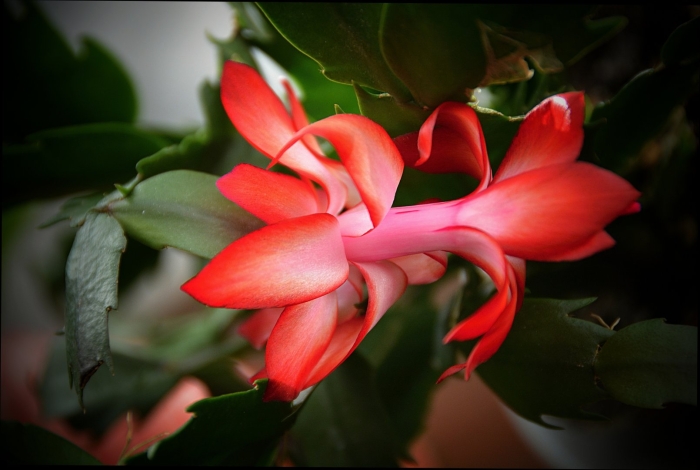 Декабрист красный