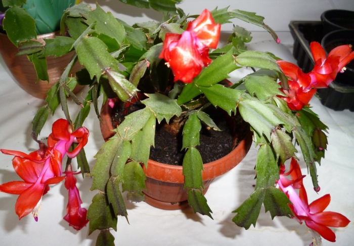 Зигокактус декабрист