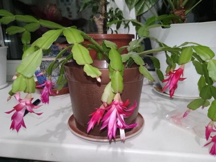 Кактус декабрист