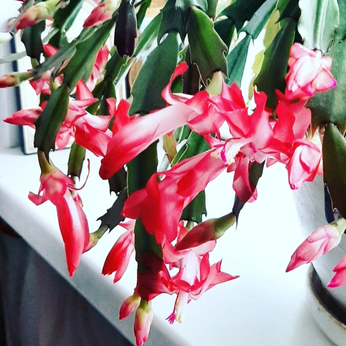 Шлюмбергера декабрист зигокактус