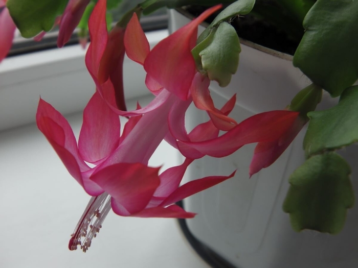 Цветение декабриста