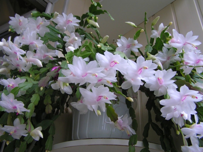 Декабрист шлюмбергера белый