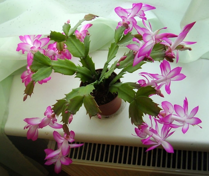 Рождественник цветок